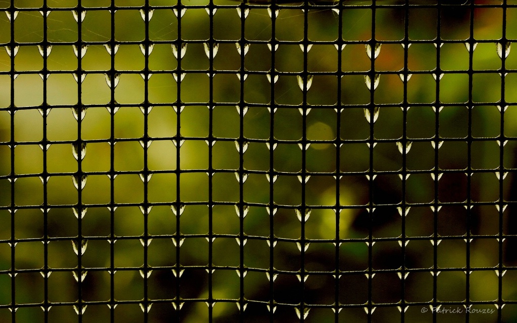 Rain On Chicken Wire