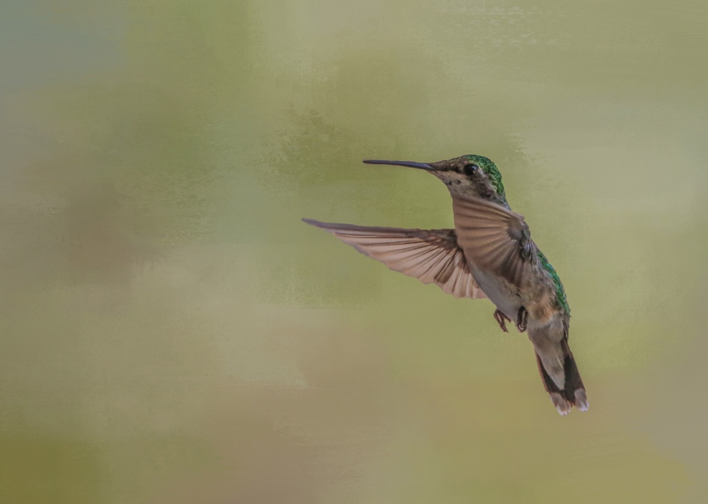 Hummingbird