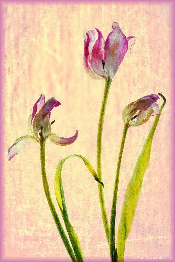 Dancing Tulips - ID: 15621785 © Ann Lyssenko