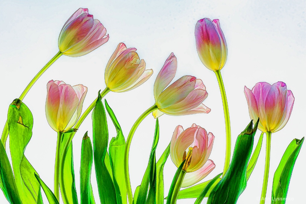 Lucky Seven Tulips - ID: 15621789 © Ann Lyssenko
