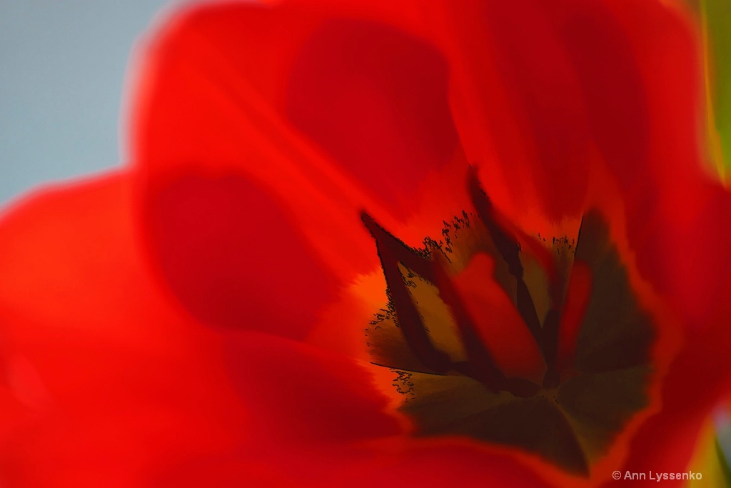 Inside Red Tulip - ID: 15621790 © Ann Lyssenko