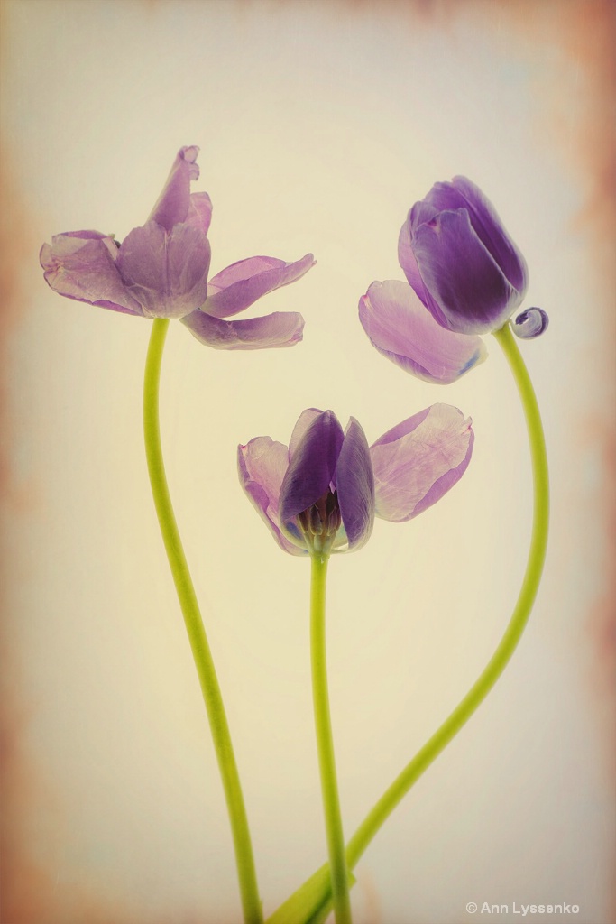 Heart Felt Tulips - ID: 15621791 © Ann Lyssenko