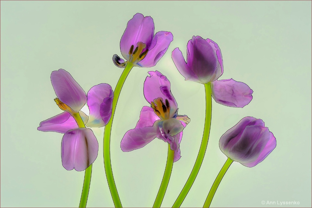 Purple Tulip Dance - ID: 15621794 © Ann Lyssenko