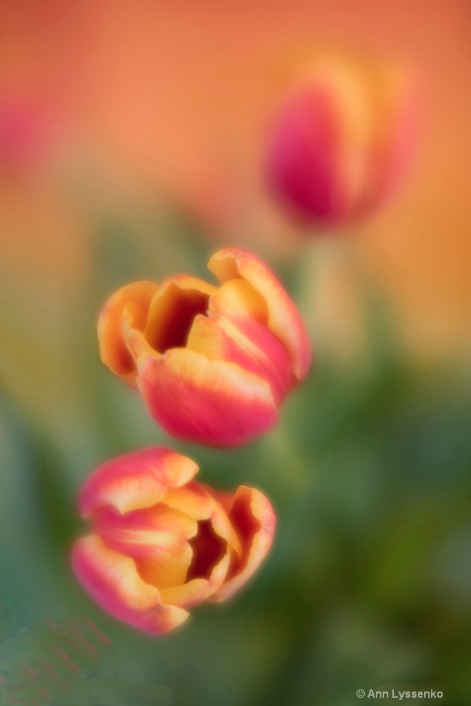 Orange Tulip Blur