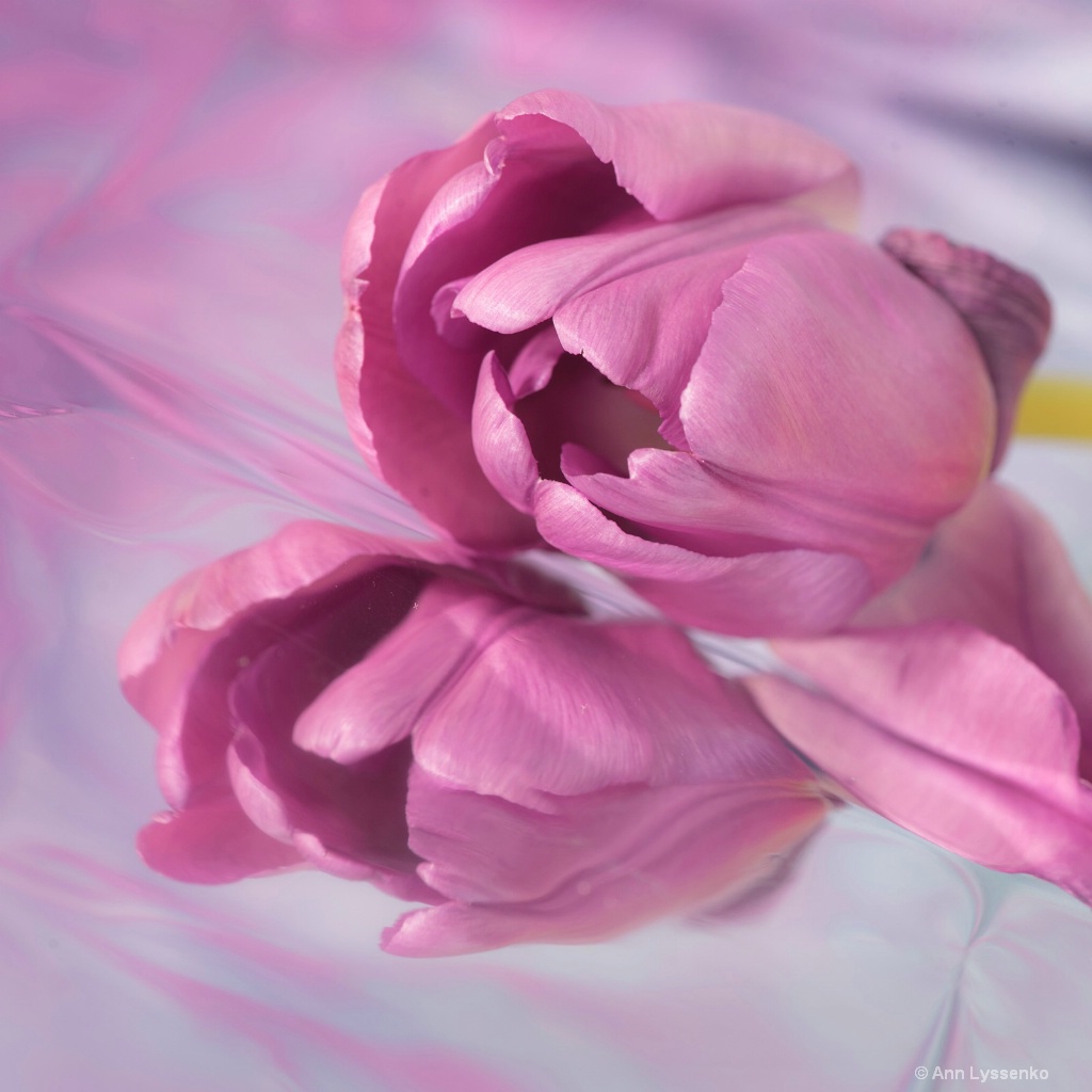 Pink Tulip Squared - ID: 15621796 © Ann Lyssenko