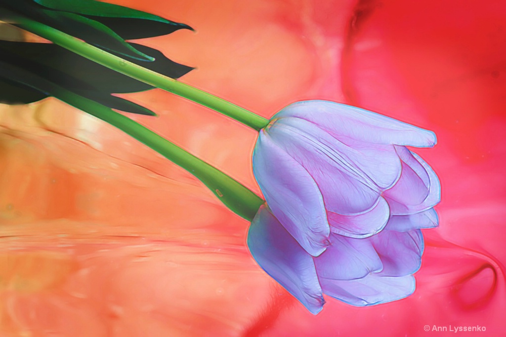 Rainbow Tulip - ID: 15621797 © Ann Lyssenko