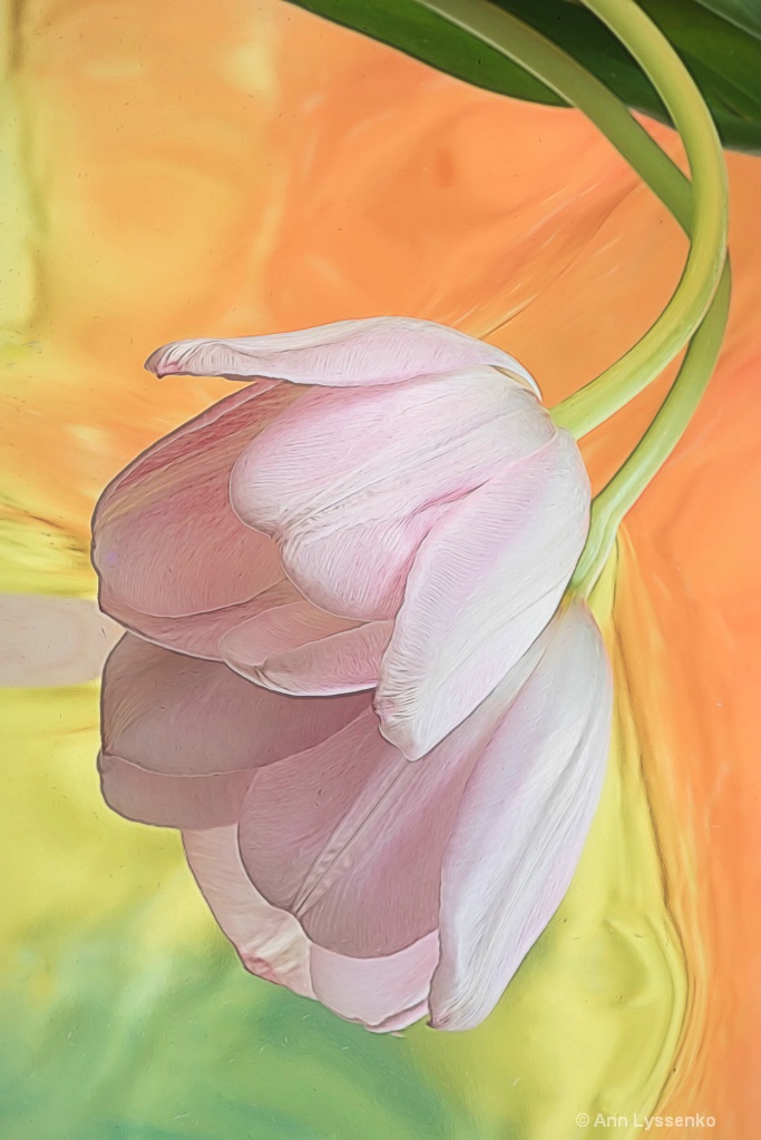 Hanging Tulip - ID: 15621798 © Ann Lyssenko