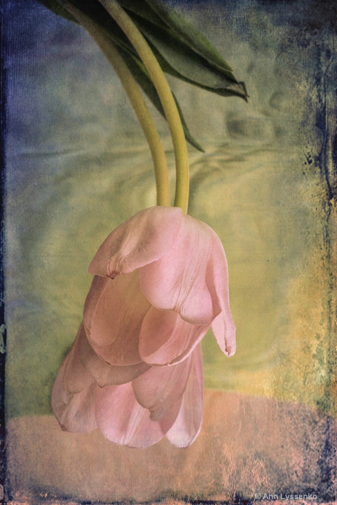 Antique Tulip - ID: 15621799 © Ann Lyssenko