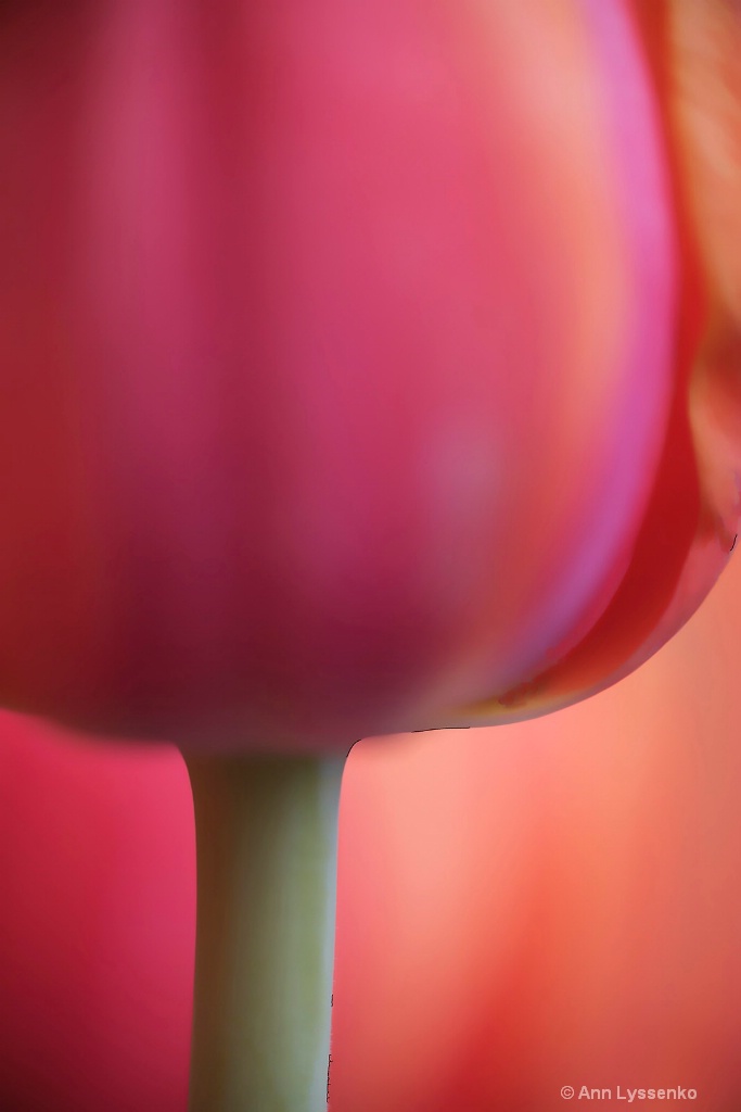 Red Wine Tulip Bottom - ID: 15621810 © Ann Lyssenko