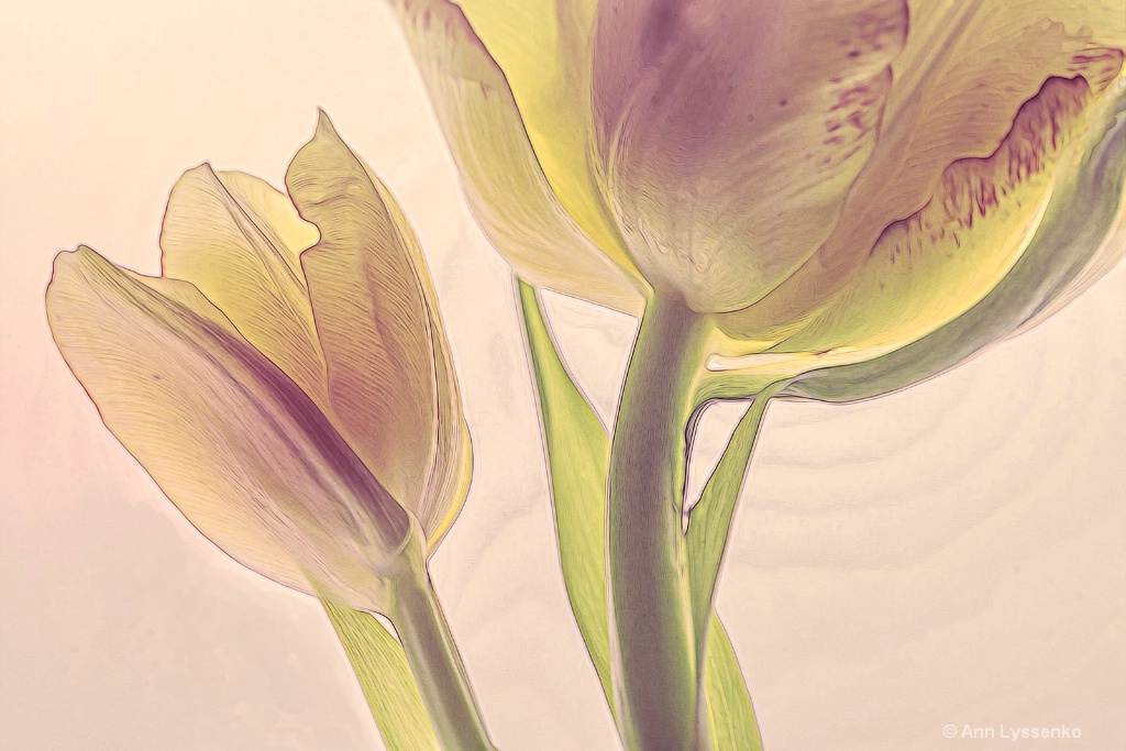 Yellow Daze Tulips - ID: 15621812 © Ann Lyssenko