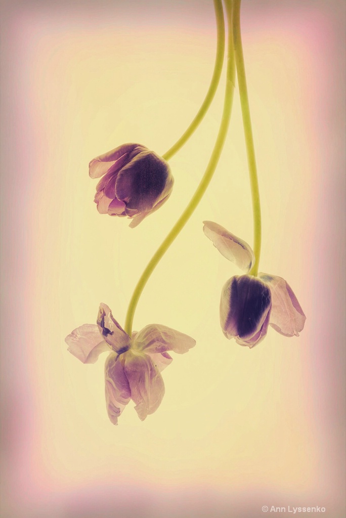 Tulips Just Hanging Around - ID: 15621814 © Ann Lyssenko