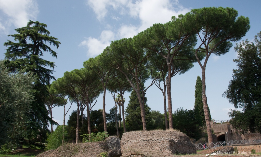 Pines of Rome - ID: 15621857 © Michael K. Salemi