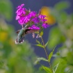 Hummingbird 3