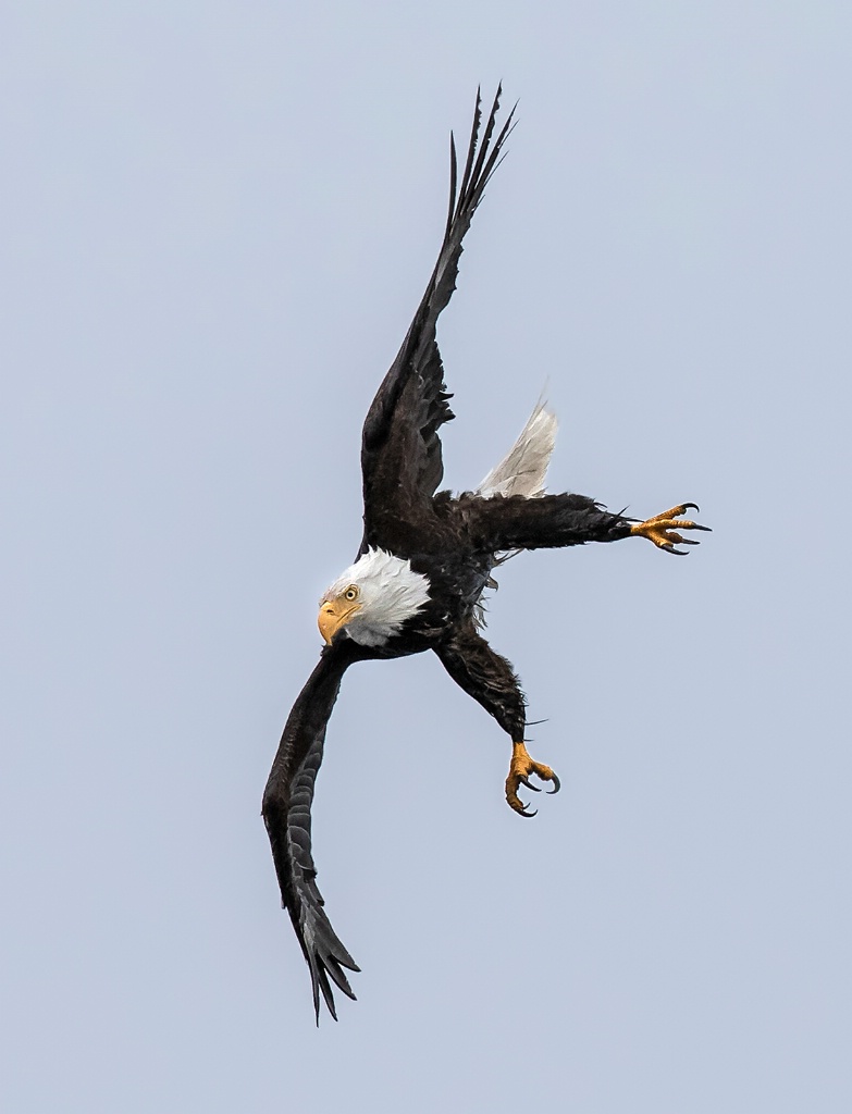 Eagle Aerobatics  