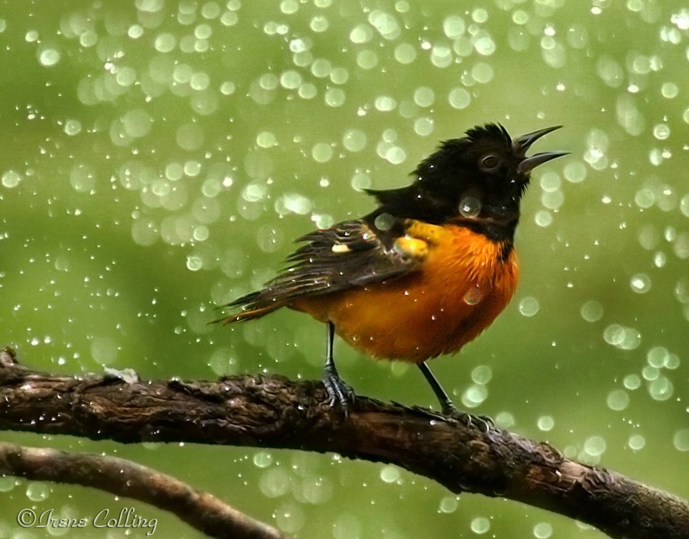 September 2018 Photo Contest Grand Prize Winner - Wet Feathers