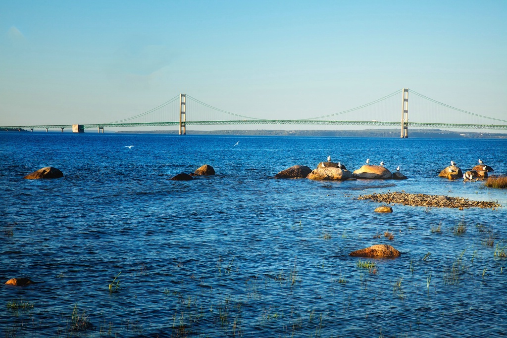 Seagulls at Mackinac