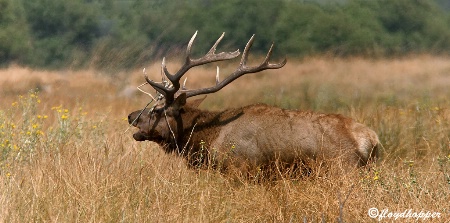 Tule Elk Buguling