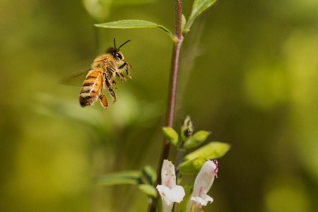 Bee-coming