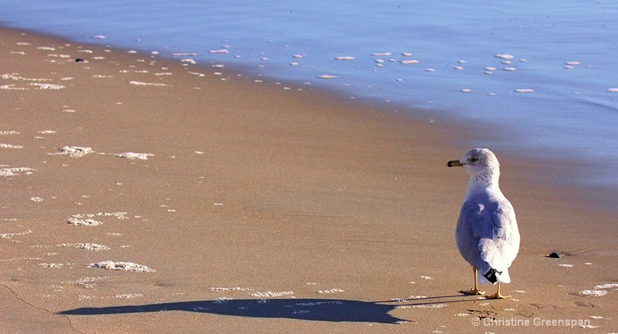 Alone On The Beach