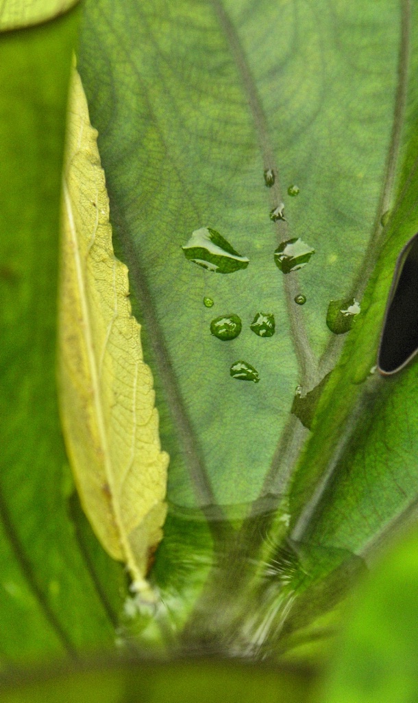 Drops to Ponds