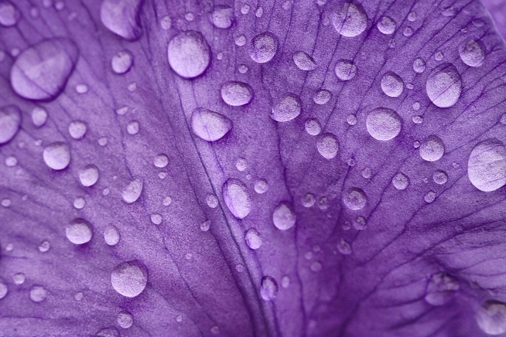 Purple Rain