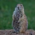 © Annie Katz PhotoID # 15623303: Prairie Dog