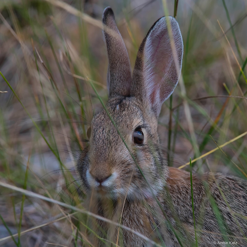 Rabbit - ID: 15623305 © Annie Katz