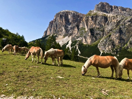 Wild Horses of the Dolomites
