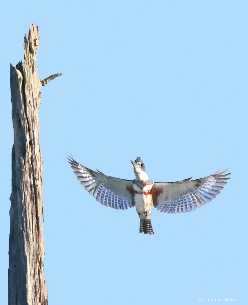 FEM- Kingfisher- up to landing