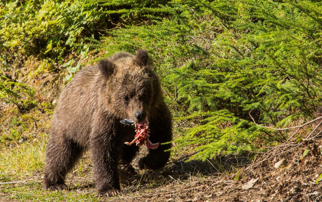 Baby Bear with Salmon--Haines