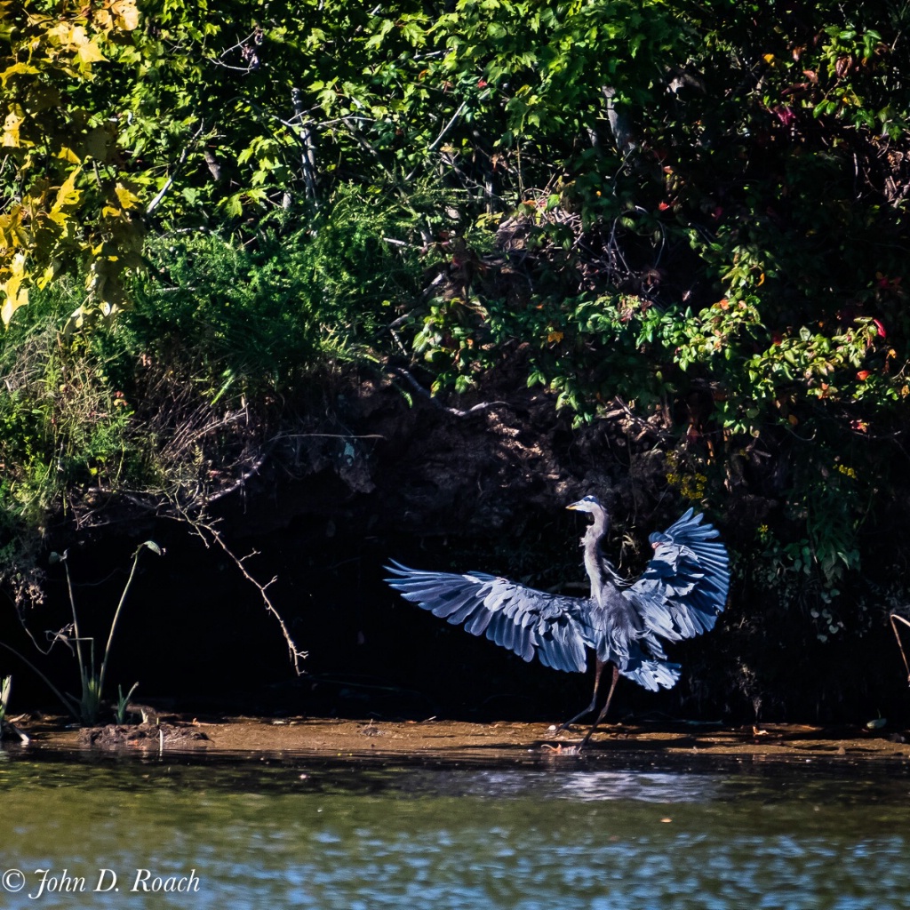 Blue Heron Landing