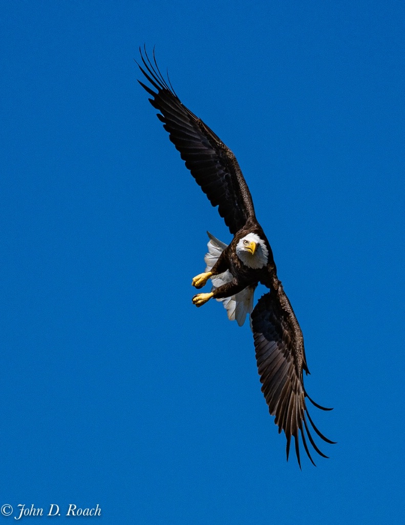 Fly like an Eagle - ID: 15623547 © John D. Roach