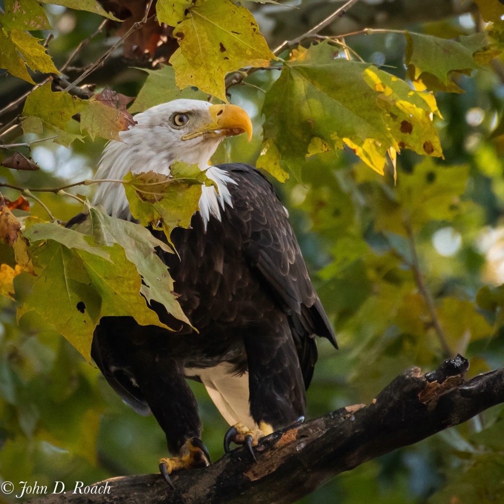 Alert Eagle - ID: 15623548 © John D. Roach