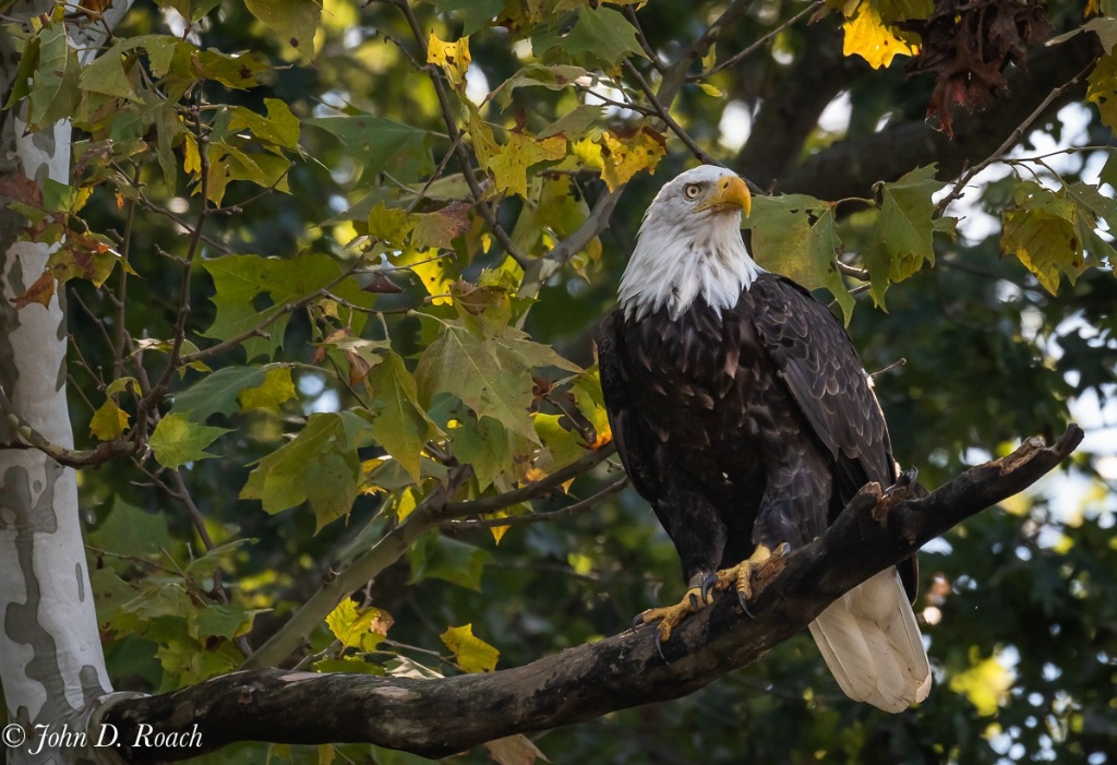 Proud Eagle - ID: 15623549 © John D. Roach