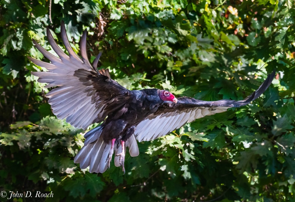 Turkey Vulture - ID: 15623550 © John D. Roach