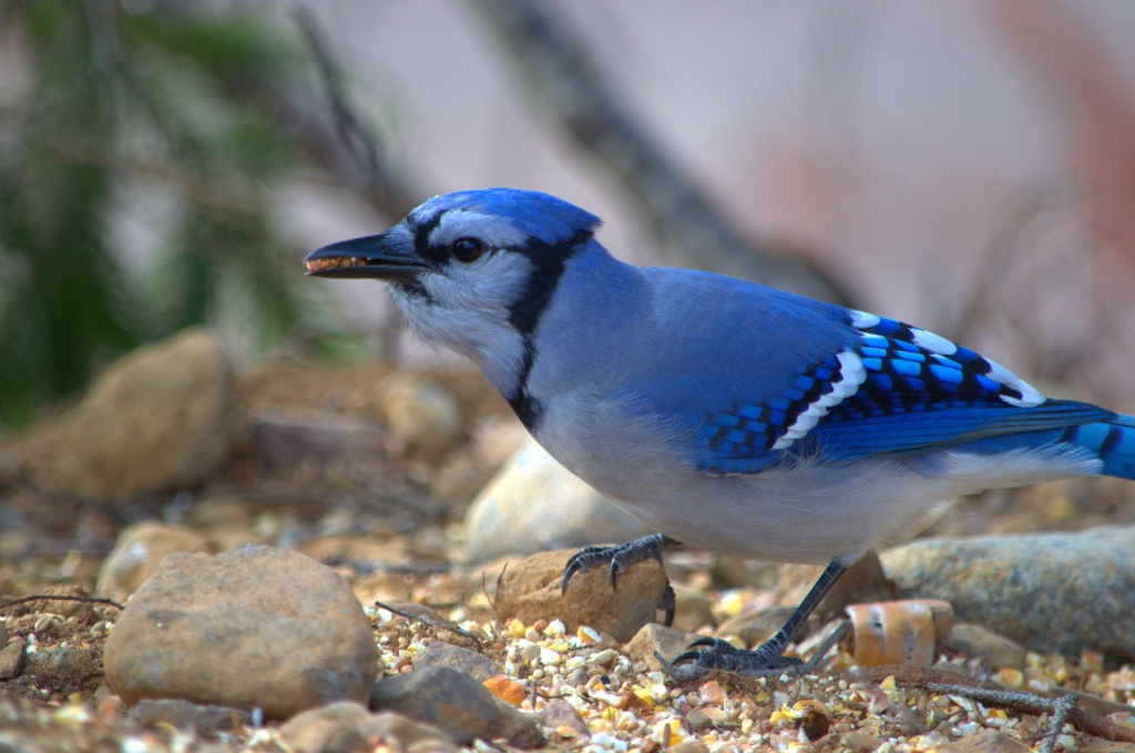 Blue Jay