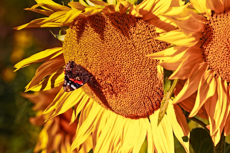 European Peacock On A Sunflower