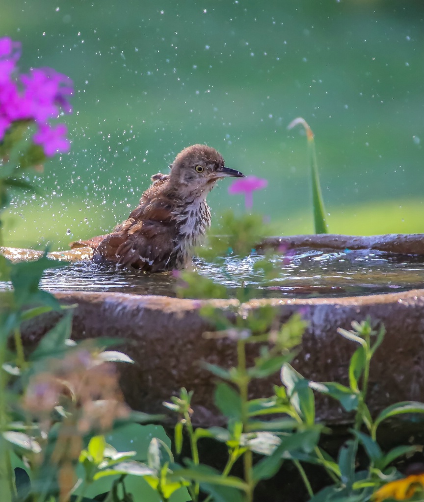 Brown Thrasher Bird Thrashing!