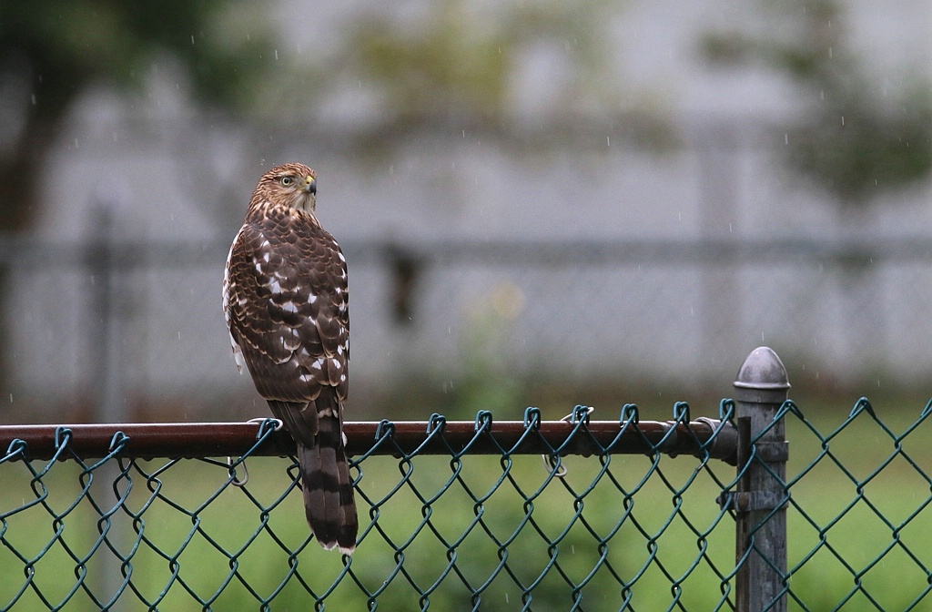 Backyard Hawk In The Rain