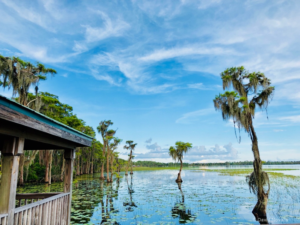 Lake Nona Cypress Trees