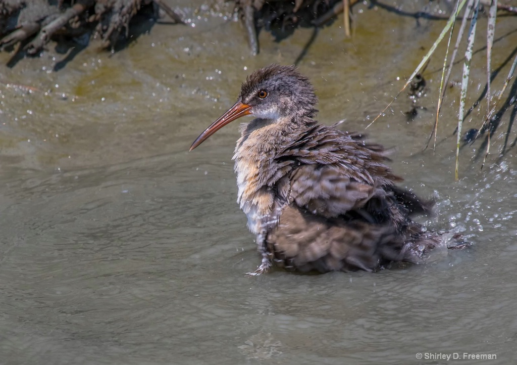 Clapper Rail