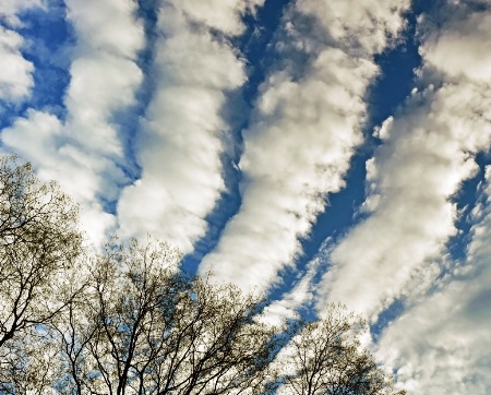 Sky corner with clouds and tree branches.