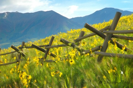 Colorado Wildflowers