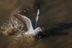 Catching