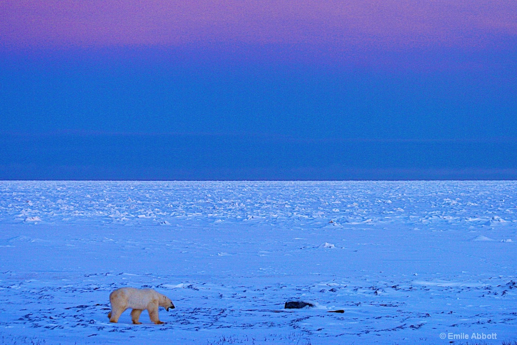 Evening on the tundra - ID: 15624413 © Emile Abbott