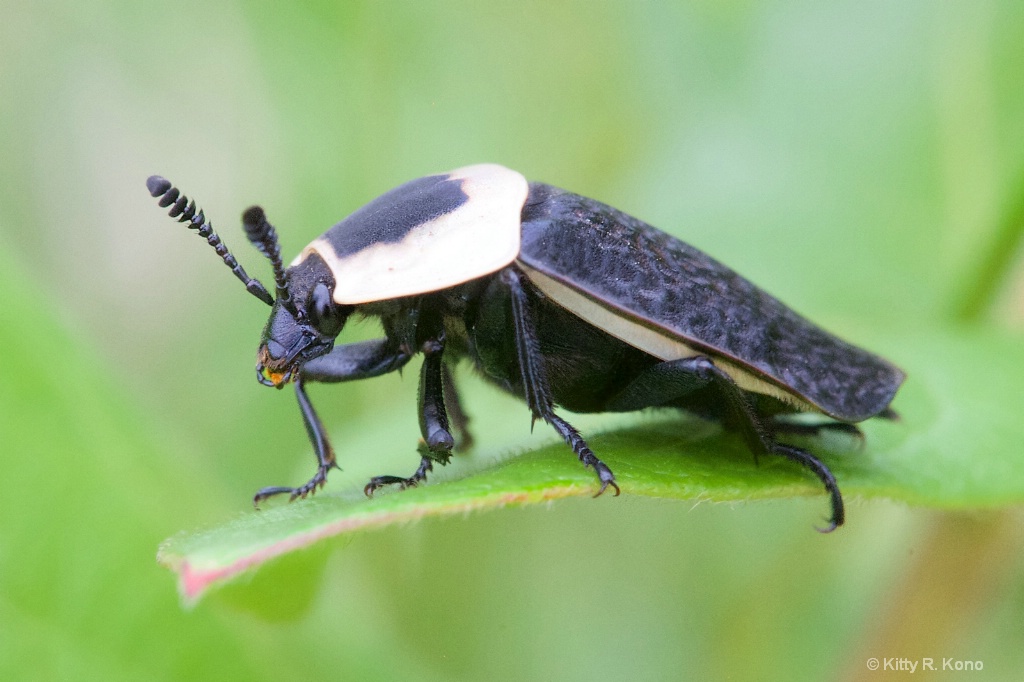 The Carrion Beetle