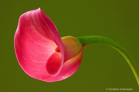 Calla