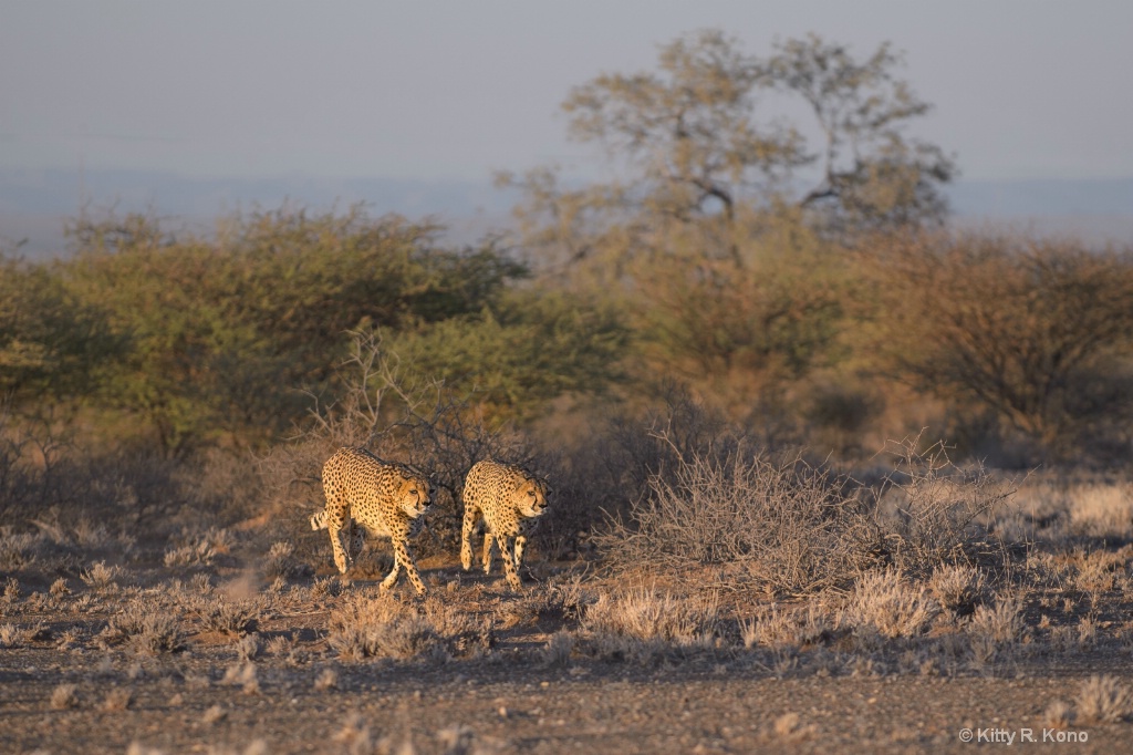 Two Cheetahs on the Prowl - ID: 15625126 © Kitty R. Kono