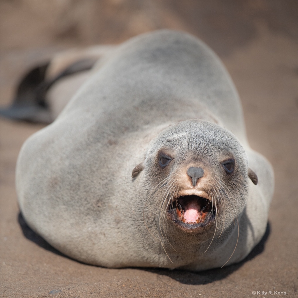 Big Mama Fur Seal - ID: 15625127 © Kitty R. Kono