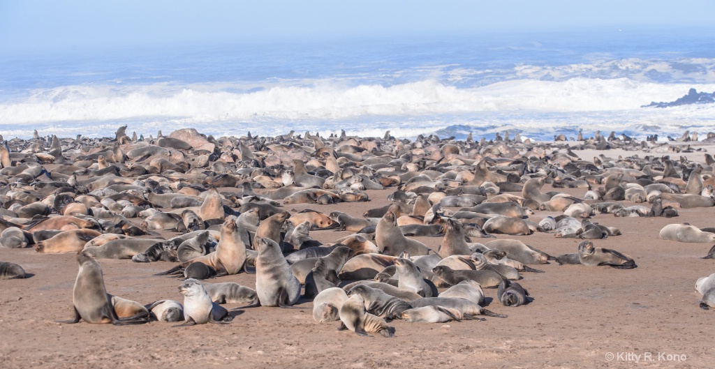A whole lot of Cape Fur Seals 